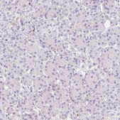 Anti-TMEM150C antibody produced in rabbit Prestige Antibodies® Powered by Atlas Antibodies, affinity isolated antibody, buffered aqueous glycerol solution