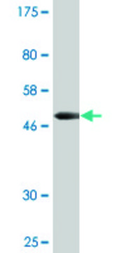 Monoclonal Anti-OSTF1 antibody produced in mouse clone 2E6, purified immunoglobulin, buffered aqueous solution