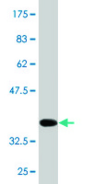 Monoclonal Anti-RHBDL2, (N-terminal) antibody produced in mouse clone 2H1, purified immunoglobulin, buffered aqueous solution