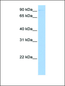 Anti-CTBP2 antibody produced in rabbit affinity isolated antibody