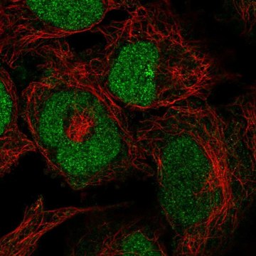 Anti-ZRANB2 antibody produced in rabbit Prestige Antibodies&#174; Powered by Atlas Antibodies, affinity isolated antibody