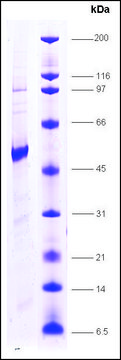 Thyroid Hormone receptor,&#945;1 human recombinant, expressed in insect cells, &#8805;80% (SDS-PAGE)