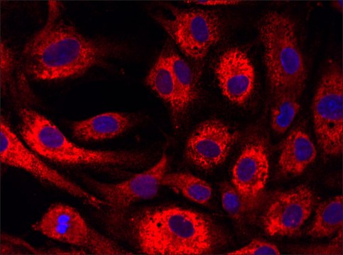 Anti-GATA6 (221-235) antibody produced in rabbit IgG fraction of antiserum, buffered aqueous solution