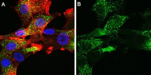 Anti-FGFR1 Antibody, clone 2J21 ZooMAb® Rabbit Monoclonal recombinant, expressed in HEK 293 cells
