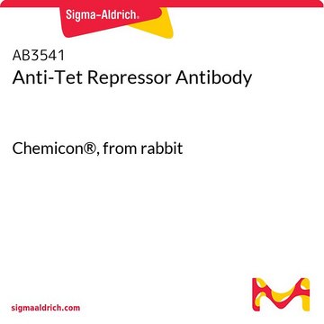 Anti-Tet Repressor Antibody Chemicon&#174;, from rabbit