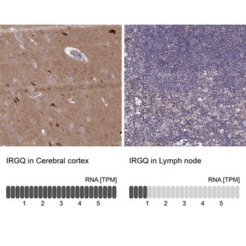 Anti-IRGQ antibody produced in rabbit Prestige Antibodies&#174; Powered by Atlas Antibodies, affinity isolated antibody, buffered aqueous glycerol solution