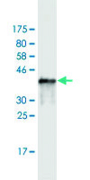 Monoclonal Anti-SH3BP5 antibody produced in mouse clone 1D5, purified immunoglobulin, buffered aqueous solution