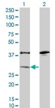 Monoclonal Anti-SULT1A1 antibody produced in mouse clone 1F8, ascites fluid