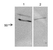 Anti-CRISPLD2 affinity isolated antibody