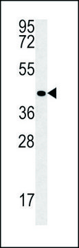 ANTI-VASH2 (C-TERM) antibody produced in rabbit IgG fraction of antiserum, buffered aqueous solution