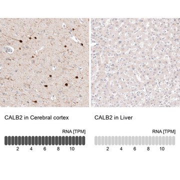 Anti-CALB2 antibody produced in mouse Prestige Antibodies® Powered by Atlas Antibodies, clone CL12838, purified by using Protein A, buffered aqueous glycerol solution