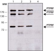 Anti-PTPRF (C-terminal) antibody produced in rabbit IgG fraction of antiserum