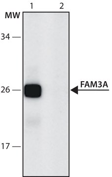 Anti-FAM3A (196-210) antibody produced in rabbit IgG fraction of antiserum