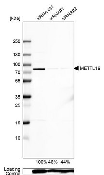 抗-METTL16 兔抗 Prestige Antibodies&#174; Powered by Atlas Antibodies, affinity isolated antibody, buffered aqueous glycerol solution