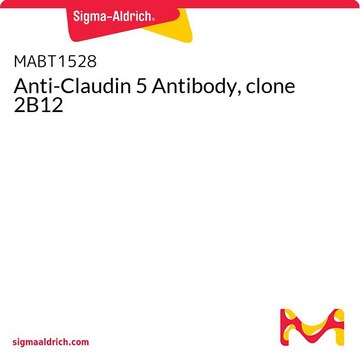 Anti-Claudin 5 Antibody, clone 2B12