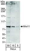 Rabbit anti-Mre11 Antibody, Affinity Purified Powered by Bethyl Laboratories, Inc.