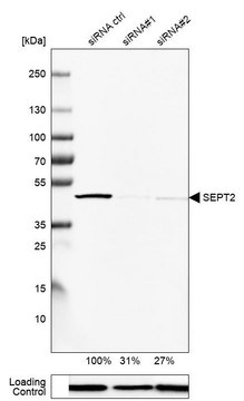 Anti-SEPT2 antibody produced in rabbit Prestige Antibodies&#174; Powered by Atlas Antibodies, affinity isolated antibody, buffered aqueous glycerol solution