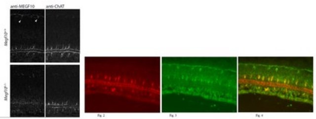 Anti-Megf10 Antibody from rabbit, purified by affinity chromatography