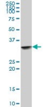 Anti-UCP2 antibody produced in mouse IgG fraction of antiserum, buffered aqueous solution