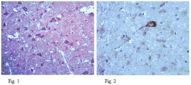 Anti-Neurexin3 Antibody from rabbit, purified by affinity chromatography