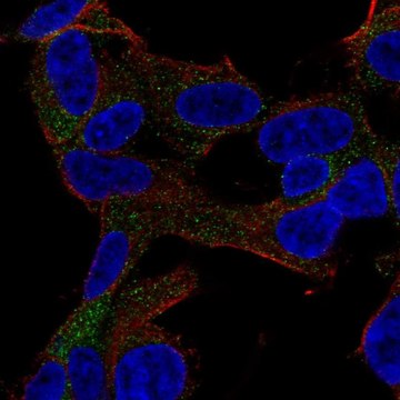 Anti-GARNL3 antibody produced in rabbit Prestige Antibodies&#174; Powered by Atlas Antibodies, affinity isolated antibody