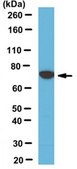 Anti-NLRP10 Antibody, clone 8H2 clone 8H2, from rat