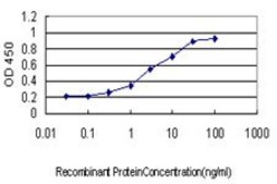 Monoclonal Anti-POLS antibody produced in mouse clone 2F8, purified immunoglobulin, buffered aqueous solution