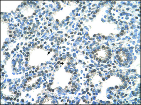 Anti-SLC10A5 antibody produced in rabbit IgG fraction of antiserum