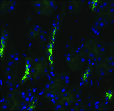 Anti-SLC12A3 antibody produced in rabbit 1&#160;mg/mL, affinity isolated antibody