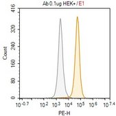 Anti-phospho-p38 (T180/Y182) Antibody, clone 2B7 ZooMAb® Rabbit Monoclonal recombinant, expressed in HEK 293 cells