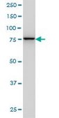 Monoclonal Anti-GOLGA5 antibody produced in mouse clone 6B3, purified immunoglobulin, buffered aqueous solution