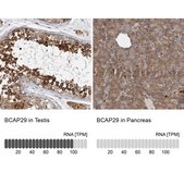 Anti-BCAP29 antibody produced in rabbit Prestige Antibodies® Powered by Atlas Antibodies, affinity isolated antibody, buffered aqueous glycerol solution