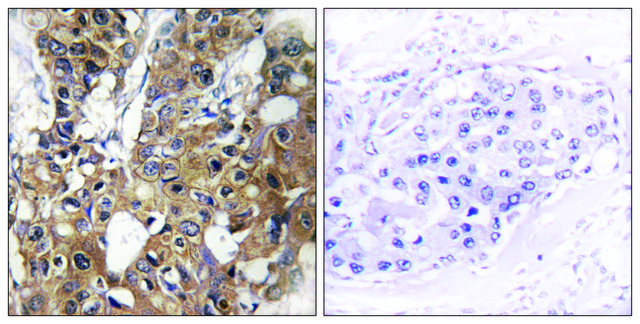 抗-CD9 兔抗 affinity isolated antibody