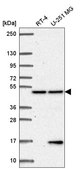 Anti-PCBP4 antibody produced in rabbit Prestige Antibodies® Powered by Atlas Antibodies, affinity isolated antibody