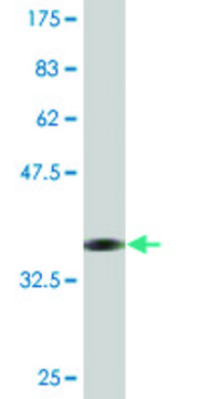 Monoclonal Anti-TFEC, (N-terminal) antibody produced in mouse clone 4F11, purified immunoglobulin, buffered aqueous solution