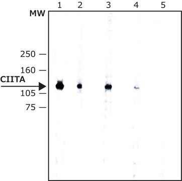 Anti-CIITA antibody, Mouse monoclonal clone 7-1H, purified from hybridoma cell culture