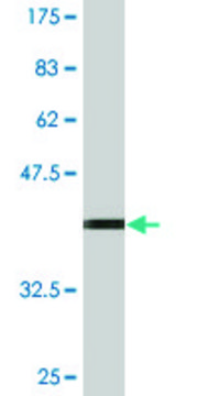 Monoclonal Anti-TNFSF13 antibody produced in mouse clone 4A11, purified immunoglobulin, buffered aqueous solution