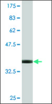 Monoclonal Anti-DAB2, (C-terminal) antibody produced in mouse clone 1C8, purified immunoglobulin, buffered aqueous solution