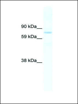 Anti-SIN3B antibody produced in rabbit IgG fraction of antiserum