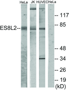 Anti-ES8L2, N-Terminal antibody produced in rabbit affinity isolated antibody