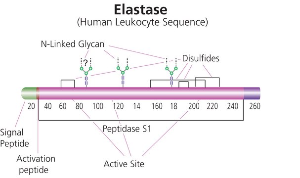 弹性蛋白酶 来源于人类白血球 lyophilized powder, &#8805;50&#160;units/mg protein (Bradford)