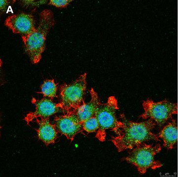 Anti-IL-33 Antibody, clone 5K9, ZooMAb&#174; Rabbit Monoclonal recombinant, expressed in HEK 293 cells