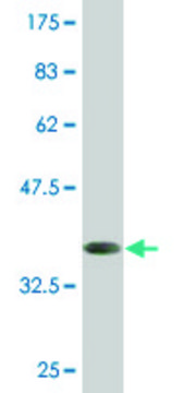 Monoclonal Anti-HOXD1 antibody produced in mouse clone 4F4, purified immunoglobulin, buffered aqueous solution