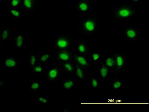 Monoclonal Anti-VAV1 antibody produced in mouse clone 9C1, purified immunoglobulin, buffered aqueous solution