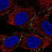 Anti-PLEKHA6 antibody produced in rabbit Prestige Antibodies® Powered by Atlas Antibodies, affinity isolated antibody, buffered aqueous glycerol solution