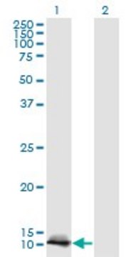 Monoclonal Anti-LGALS1, (N-terminal) antibody produced in mouse clone 1A8, purified immunoglobulin, buffered aqueous solution