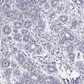 Anti-C8ORF88 antibody produced in rabbit Prestige Antibodies® Powered by Atlas Antibodies, affinity isolated antibody, buffered aqueous glycerol solution