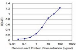 Monoclonal Anti-NEK2 antibody produced in mouse clone 1C8, purified immunoglobulin, buffered aqueous solution