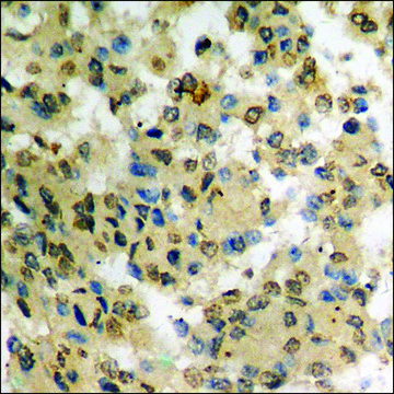 Anti-phospho-JAK2 (pTyr931) antibody produced in rabbit affinity isolated antibody