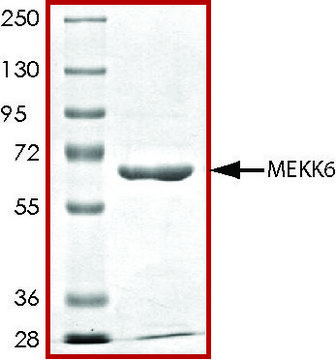 MEKK6, active, GST tagged human PRECISIO&#174;, recombinant, expressed in baculovirus infected Sf9 cells, &#8805;70% (SDS-PAGE), buffered aqueous glycerol solution